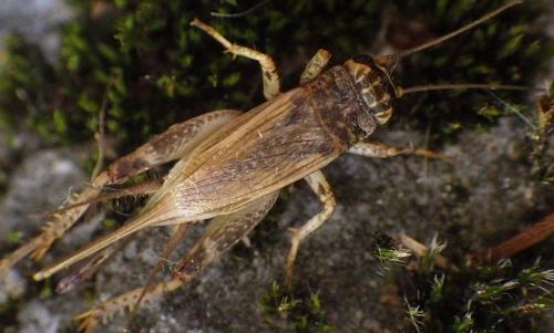 Réf. 272 571 : Eumodicogryllus bordigalensis bordigalensis